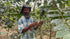 JAS Organic Timor-Leste Ko Kamau Drip Bag
